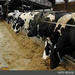 رییس اتحادیه دامداران گیلان: هزینه‌های بالای تولید شیر، دام‌ها را به کشتارگاه می‌برد 