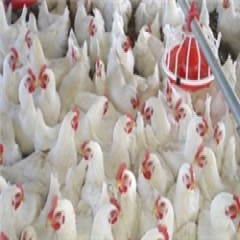 طرح سامانه ردیابی گوشت مرغ توسط مصرف‌کنندگان اجرایی می‌شود