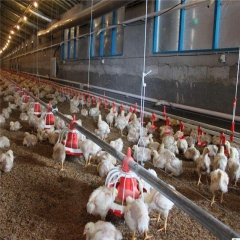 کشتار «مرغ مبنای لاین» در خط D سایت مازندران صحت ندارد 