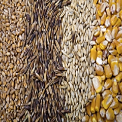 افزایش قیمت غلات و دانه‌های روغنی در بازارهای جهانی