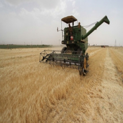 تولید بیش از 11 میلیون تن گندم در کشور
