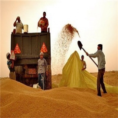 آلمان ۲۳۱ هزار تن گندم به ایران صادر کرد