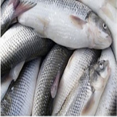افزایش 30 درصدی قیمت ماهی 