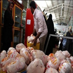 آغاز عرضه مرغ دولتی در فروشگاه‌های زنجیره‌ای / قیمت ها گران نمی شود 