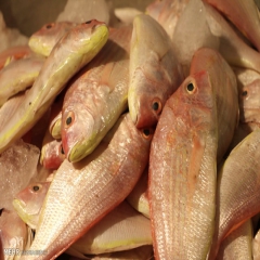 کاهش قیمت ۴ نوع ماهی در بازار 