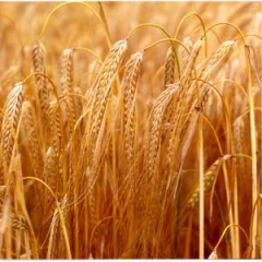 تولید جهانی گندم 14 میلیون تن افزایش یافت