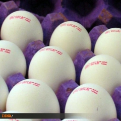 افت قیمت تخم‌مرغ و هشدار مرغداران نسبت به کاهش تولید 