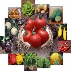 کردستان ظرفیت تولید محصولات کشاورزی سالم و ارگانیک را دارد