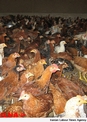 عدم کشتار۲۰ میلیون مرغ چربی دار به دلیل خمیر مرغ!
