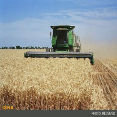 کاهش منطقه کاشت گندم در فرانسه و انگلیس 