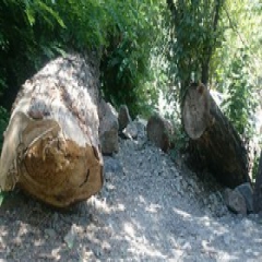 قطع غیرقانونی درختان چنار در ارتفاعات دربند