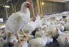 نگرانی‌ کارشناسی از تزریق بالای آنتی‌بیوتیک به مرغ‌