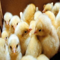 واردات جوجه و تخم‌مرغ از اروپا ممنوع شد