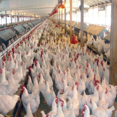 نرخ جدید مرغ و ماهی در بازار/ افزایش ۳۰۰ تومانی قیمت مرغ 