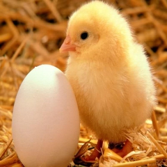 تخم مرغ در ماه رمضان گران نمی‌شود