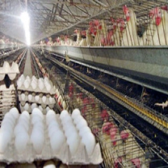 خمیرمرغ بازار تخم‌مرغ را برهم زد/ کشتار 1.2 میلیون مرغ پیر 