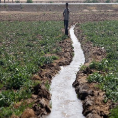 سهم کشاورزی از مصرف آب کمتر از 80 درصد است