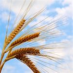 احتمال افزایش قیمت گندم در بازارهای جهانی