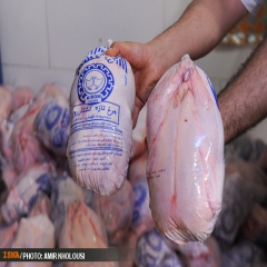 در پی کاهش قیمت مرغ صورت گرفت آغاز خرید مرغ منجمد کیلویی 6500 تومان