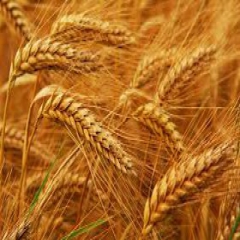 پیش‌بینی افزایش تولید گندم در خراسان‌شمالی