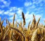 انصراف کره جنوبی از خرید گندم نامرغوب هند 