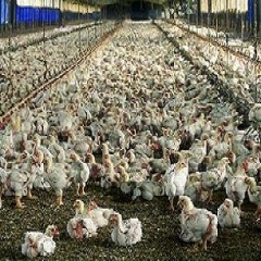 تولید سالانه 46 هزار تن گوشت مرغ در کرمانشاه 