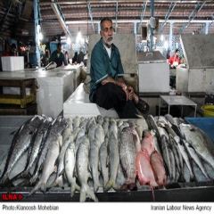 قیمت ماهی افزایش یافت
