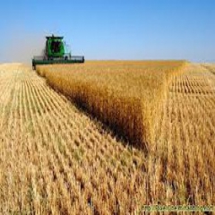 خرید بیش از 300 هزار تن گندم در خوزستان