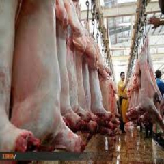 تولید یک میلیون و ۳۰۰ هزار تن گوشت قرمز در کشور 