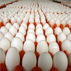 کاهش قیمت نهاده‌های دامی/ قیمت تخم‌مرغ به ثبات رسید