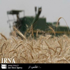 خوزستان ؛ قطب تولید گندم در ایران