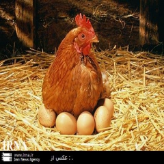 خودکفایی کشور در تولید مرغ گوشتی و تخمگذار