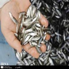 انقراض نسل ماهیان کیلکا در دریای خزر کماکان نگران کننده است