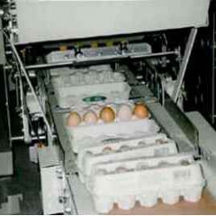 مهارت مسوولان فنی بهداشتی مراکز بسته بندی تخم مرغ ارتقا می یابد
