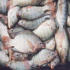تلف شدن ماهیان پرورشی خوزستان