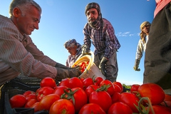 نماینده دیر: هزینه خرید گوجه از کشاورزان پرداخت شود