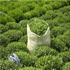 چین سوم چای از 15 مهر آغاز می‌شود