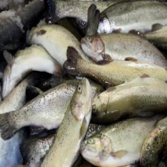 وجود 51 مزرعه و استخر پرورش ماهی در سمنان 