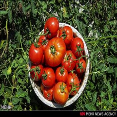 بارندگی‌های شدید عامل کاهش عرضه گوجه‌فرنگی/ تولید مشکلی ندارد