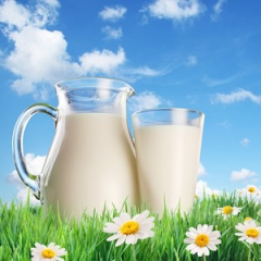 یارانه شیر با ۳۱ درصد کسری به دست دامداران خراسانی رسید