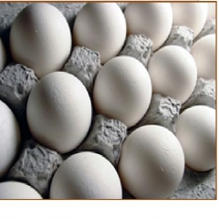 مدیریت بازار مرغ و تخم مرغ به اتحادیه مرغداران واگذار می‌شود/مشکل صادرات پایدار در مرغ و تخم مرغ