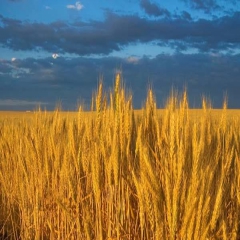 کاهش ۱.۵ میلیون تنی تولید گندم ایران در سال زراعی جاری