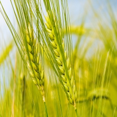 خرید 2.9 میلیون تن گندم از کشاورزان تا پایان خرداد ماه