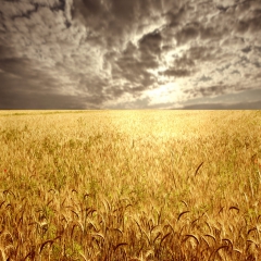 خاورمیانه هر سال ۱۶ میلیون تن گندم به هدر می‌دهد