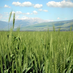 خرید 4 هزار تن گندم از سه استان/ پرداخت 42 میلیارد ریال به کشاورزان 