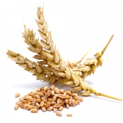 هشدار ایندیپندنت درباره خطری که محصول گندم را در سرتاسر جهان تهدید می کند