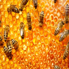 کاهش تولید عسل در رودسر