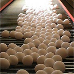 جام جم آنلاين: مدیر عامل اتحادیه مرغ تخمگذار از آغاز صادرات تخم‌مرغ ایران به 4 کشور خبر داد. 