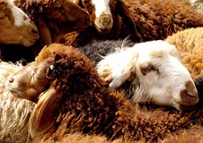 صادرات 115 میلیون دلاری گوسفند زنده در سال گذشته