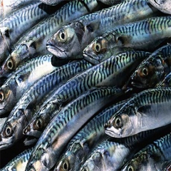 یزدی‌ها سالانه 7 کیلوگرم ماهی مصرف می‌کنند
